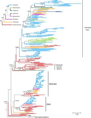 The Globin Gene Family in Arthropods: Evolution and Functional Diversity